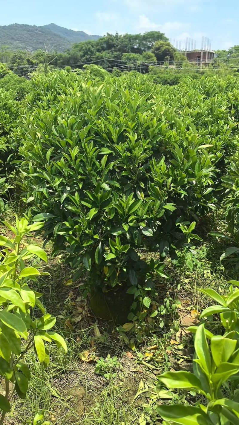 非洲茉莉40至2米产地直发规格齐全质量优质