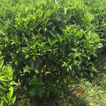 非洲茉莉40至2米产地直发规格齐全质量优质
