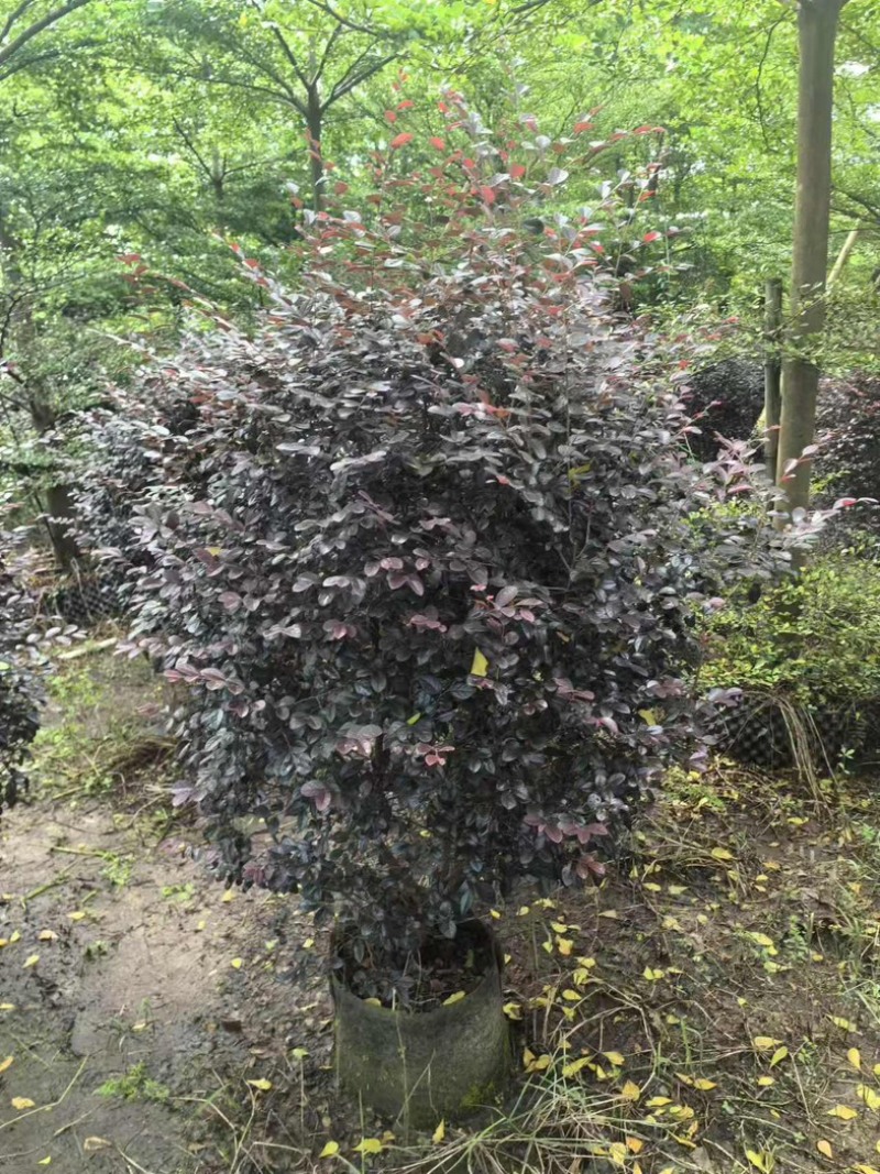 红花檵木60～2米产地直发规格齐全质量优质