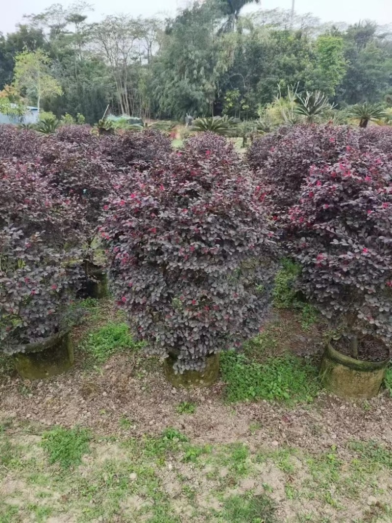 红花檵木60～2米产地直发规格齐全质量优质