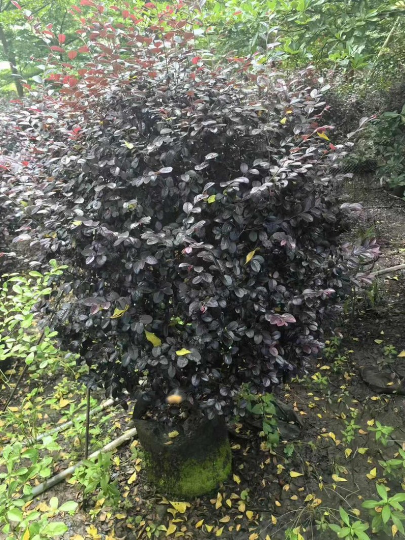 红花檵木60～2米产地直发规格齐全质量优质