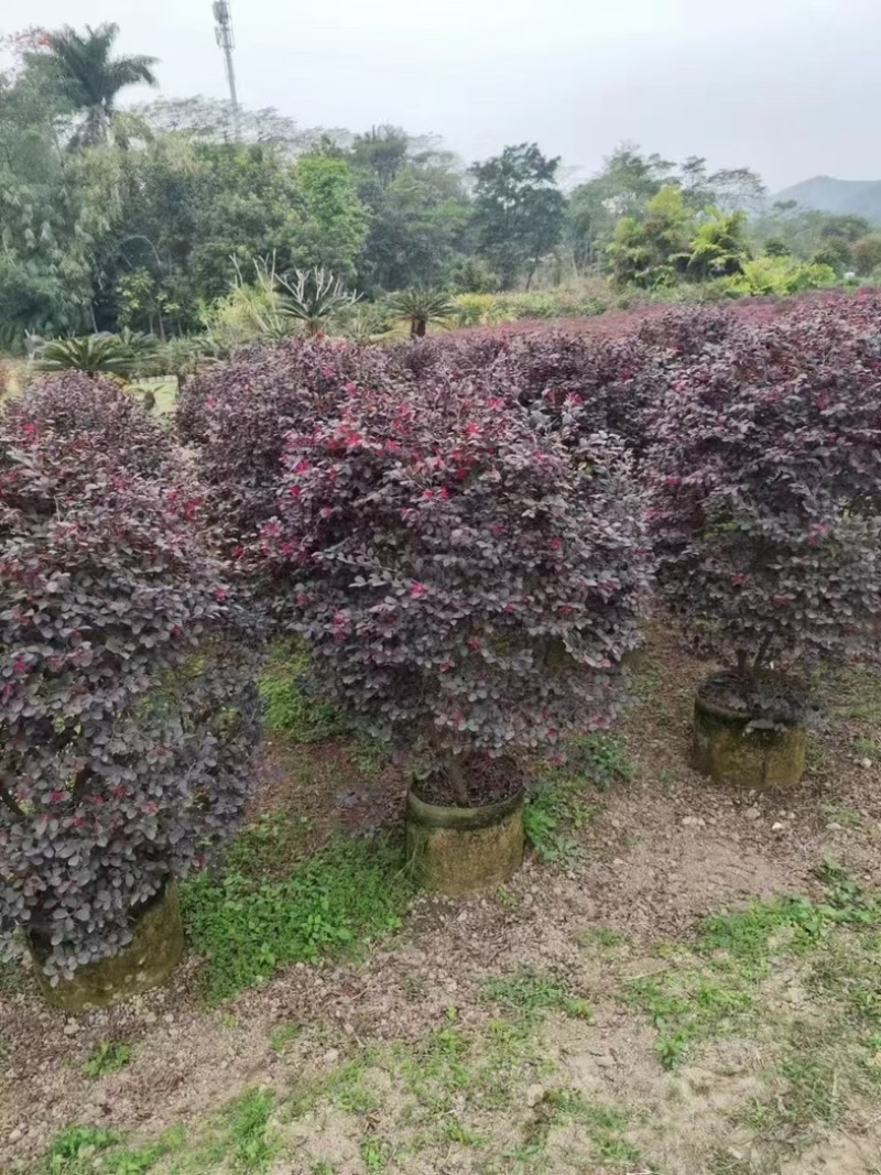 红花檵木60～2米产地直发规格齐全质量优质