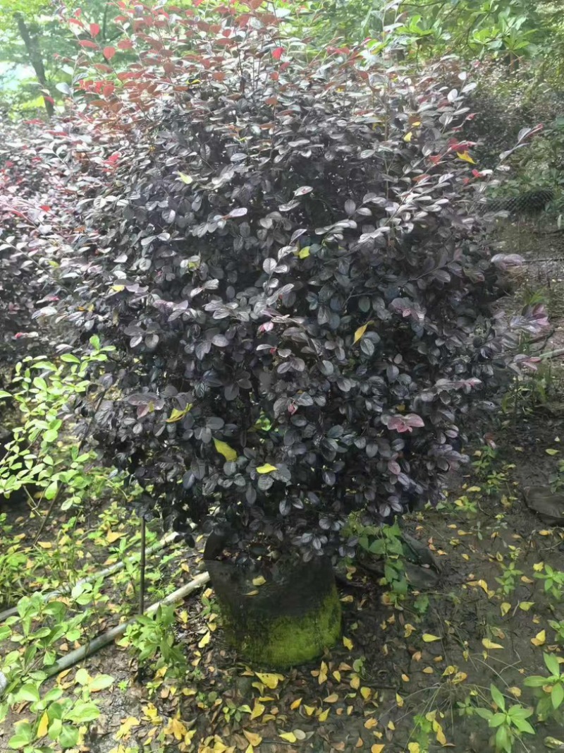 红花檵木60～2米产地直发规格齐全质量优质
