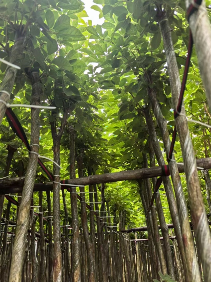 黄花风铃木3～15公分产地直发规格齐全质量优质