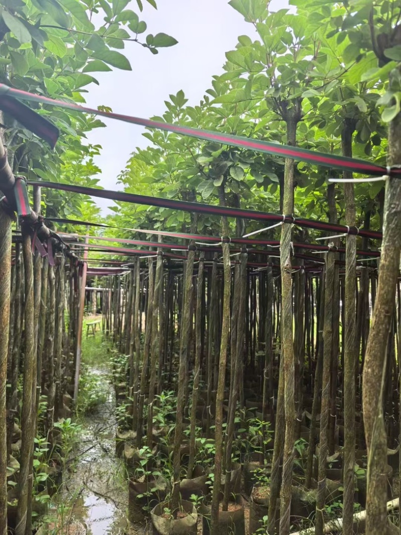 黄花风铃木3～15公分产地直发规格齐全质量优质