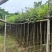 黄花风铃木3～15公分产地直发规格齐全质量优质