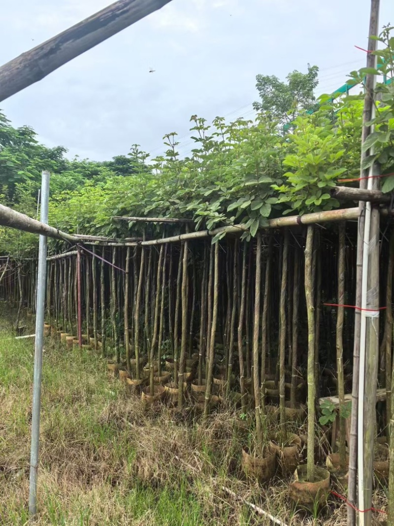 黄花风铃木3～15公分产地直发规格齐全质量优质