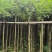 黄花风铃木3～15公分产地直发规格齐全质量优质