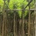 黄花风铃木3～15公分产地直发规格齐全质量优质