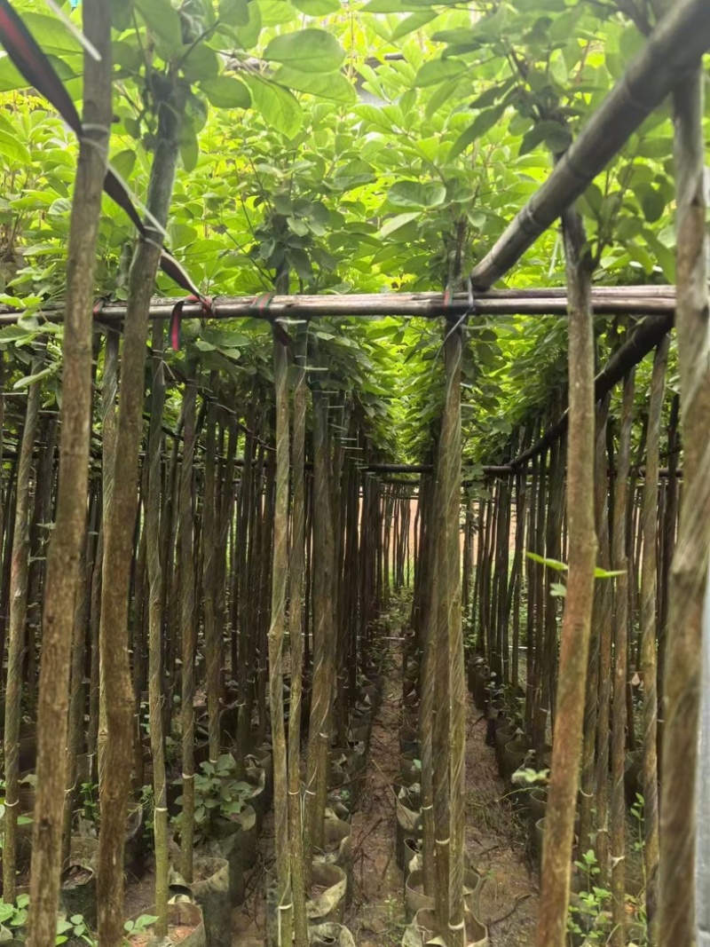 黄花风铃木3～15公分产地直发规格齐全质量优质