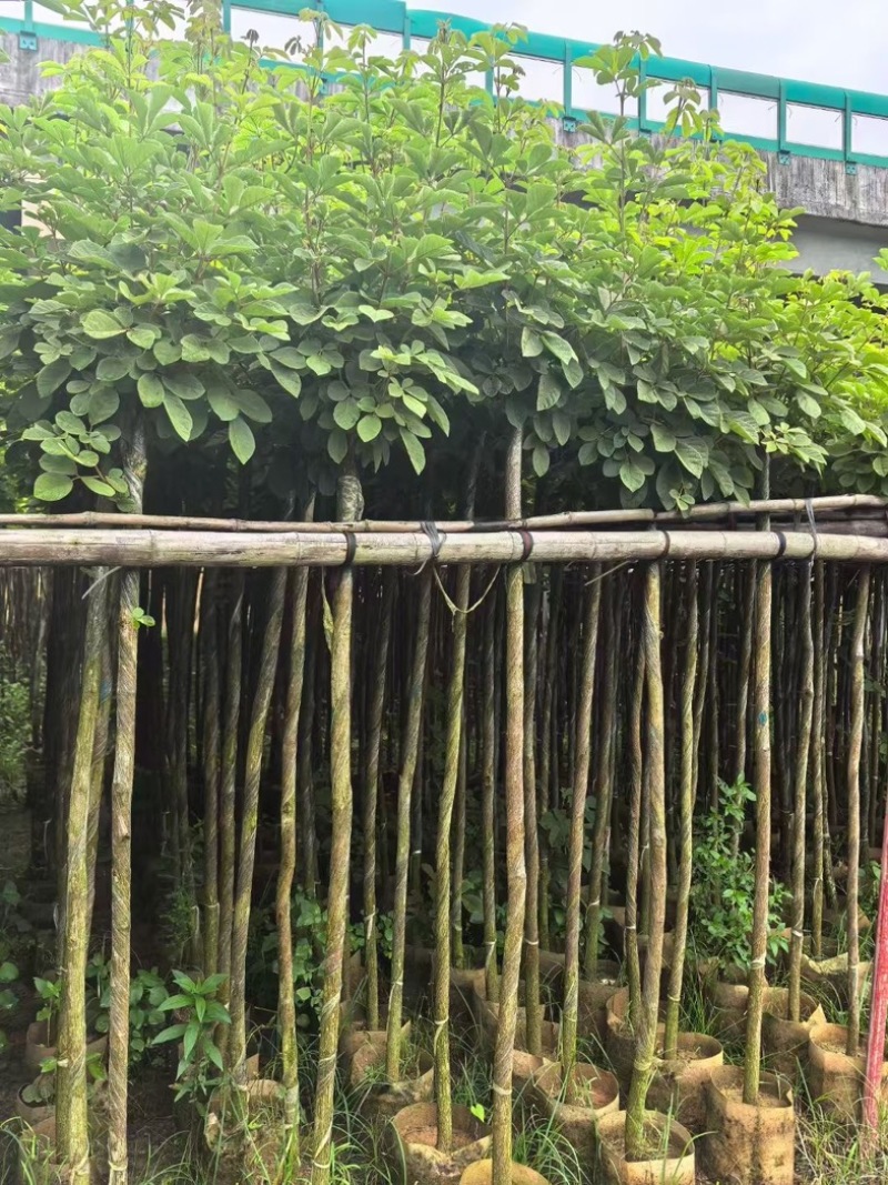 黄花风铃木3～15公分产地直发规格齐全质量优质