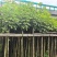 黄花风铃木3～15公分产地直发规格齐全质量优质