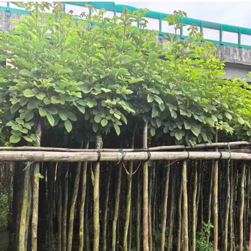黄花风铃木3～15公分产地直发规格齐全质量优质