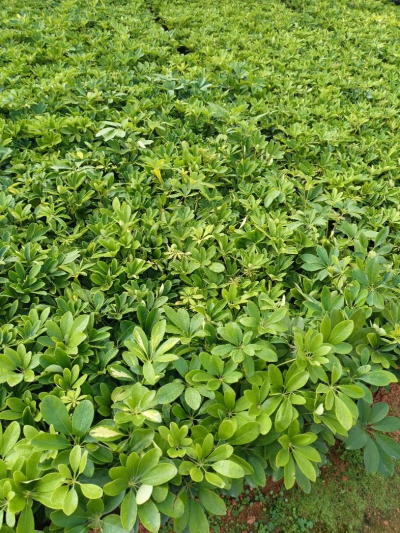 鸭脚木小杯中杯盆栽产地直发质量优质