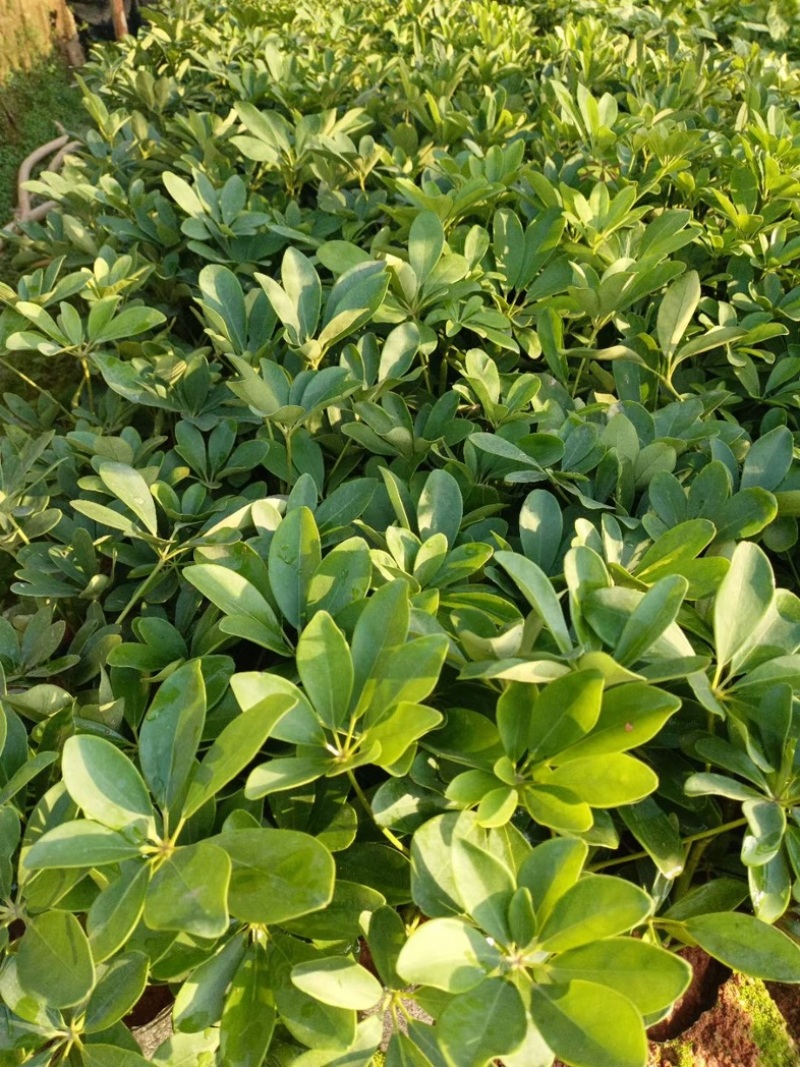 鸭脚木小杯中杯盆栽产地直发质量优质