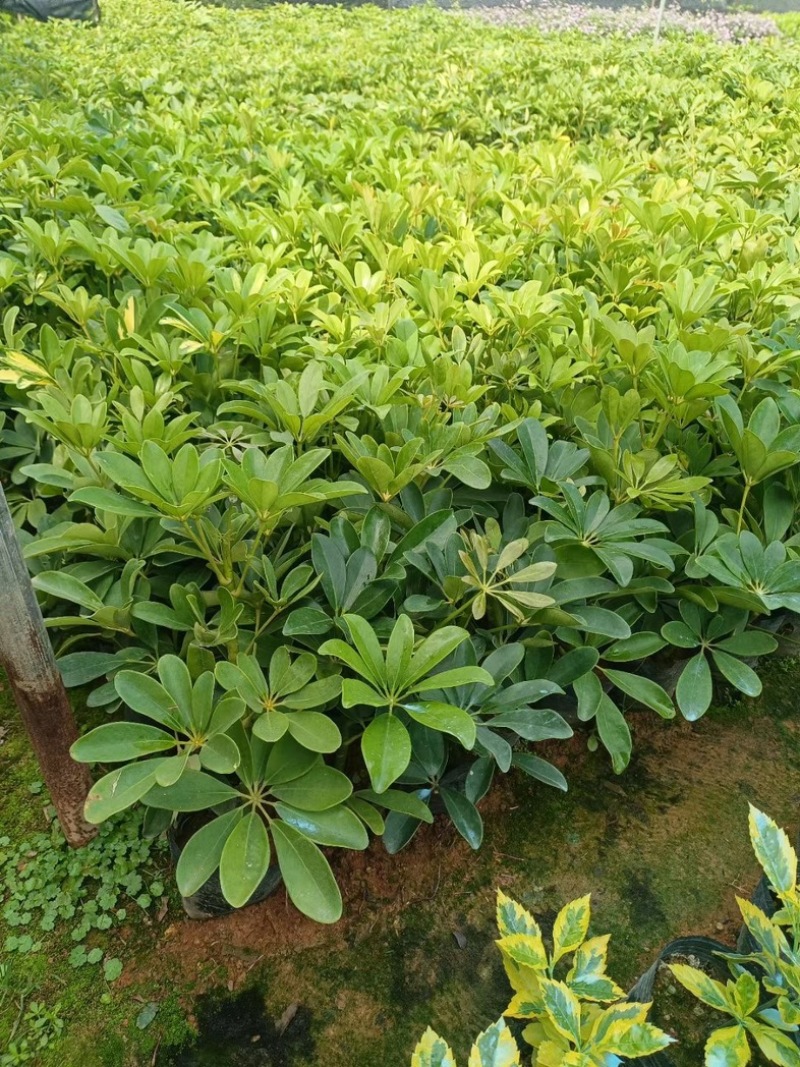 鸭脚木小杯中杯盆栽产地直发质量优质