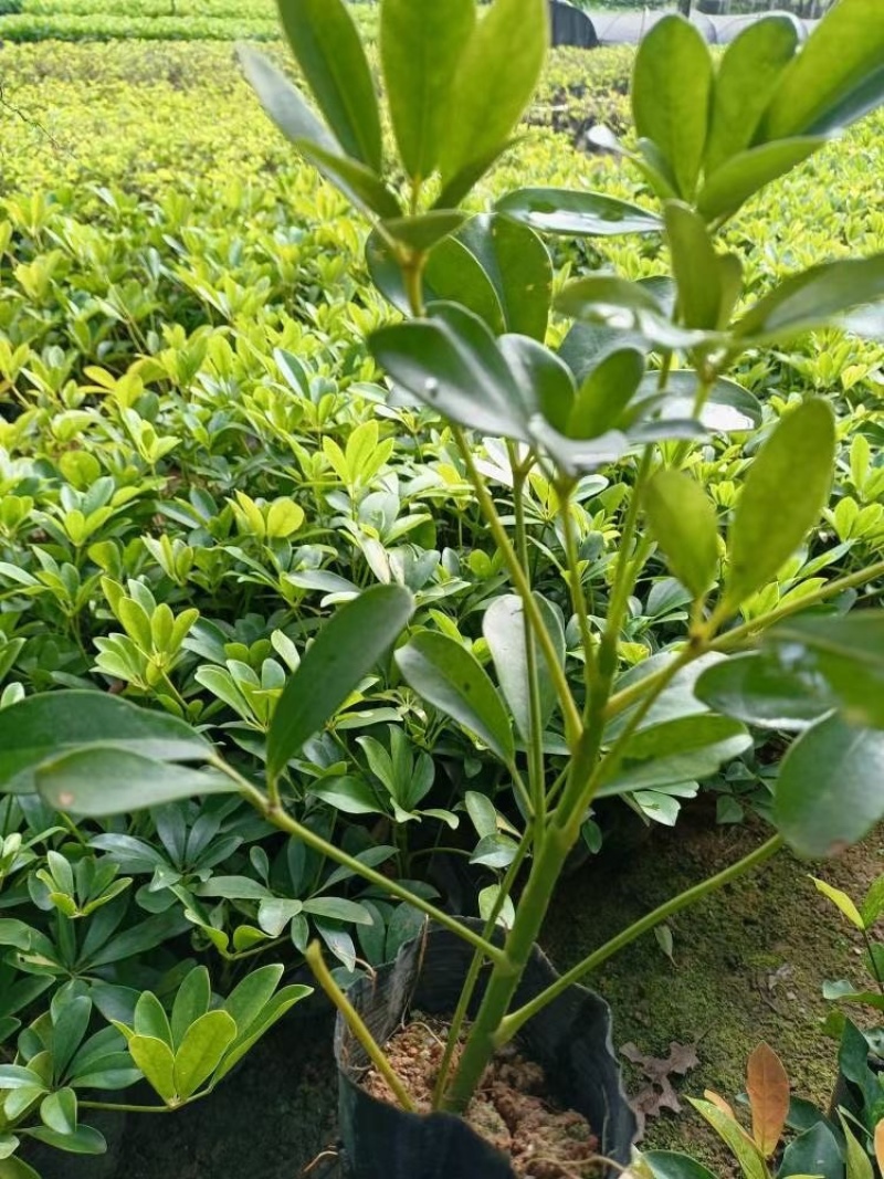 鸭脚木小杯中杯盆栽产地直发质量优质