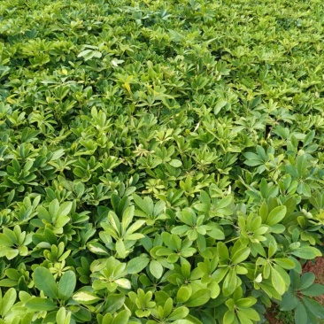 鸭脚木小杯中杯盆栽产地直发质量优质