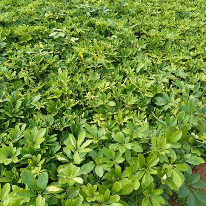 鸭脚木小杯中杯盆栽产地直发质量优质