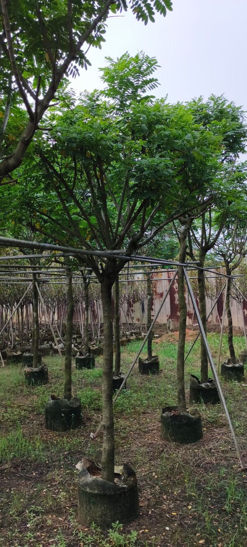 黄槐5～10公分产地直发规格齐全质量优质