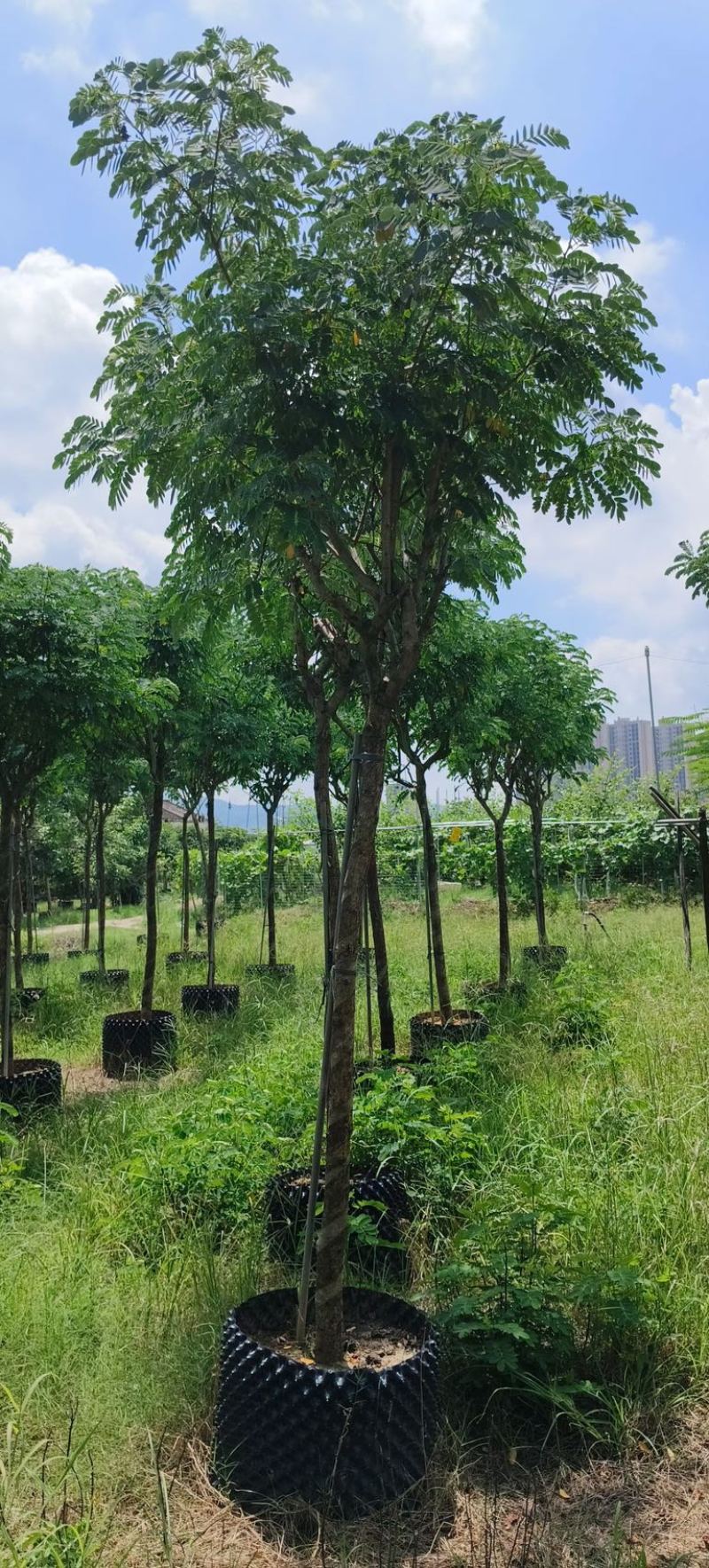 黄槐5～10公分产地直发规格齐全质量优质