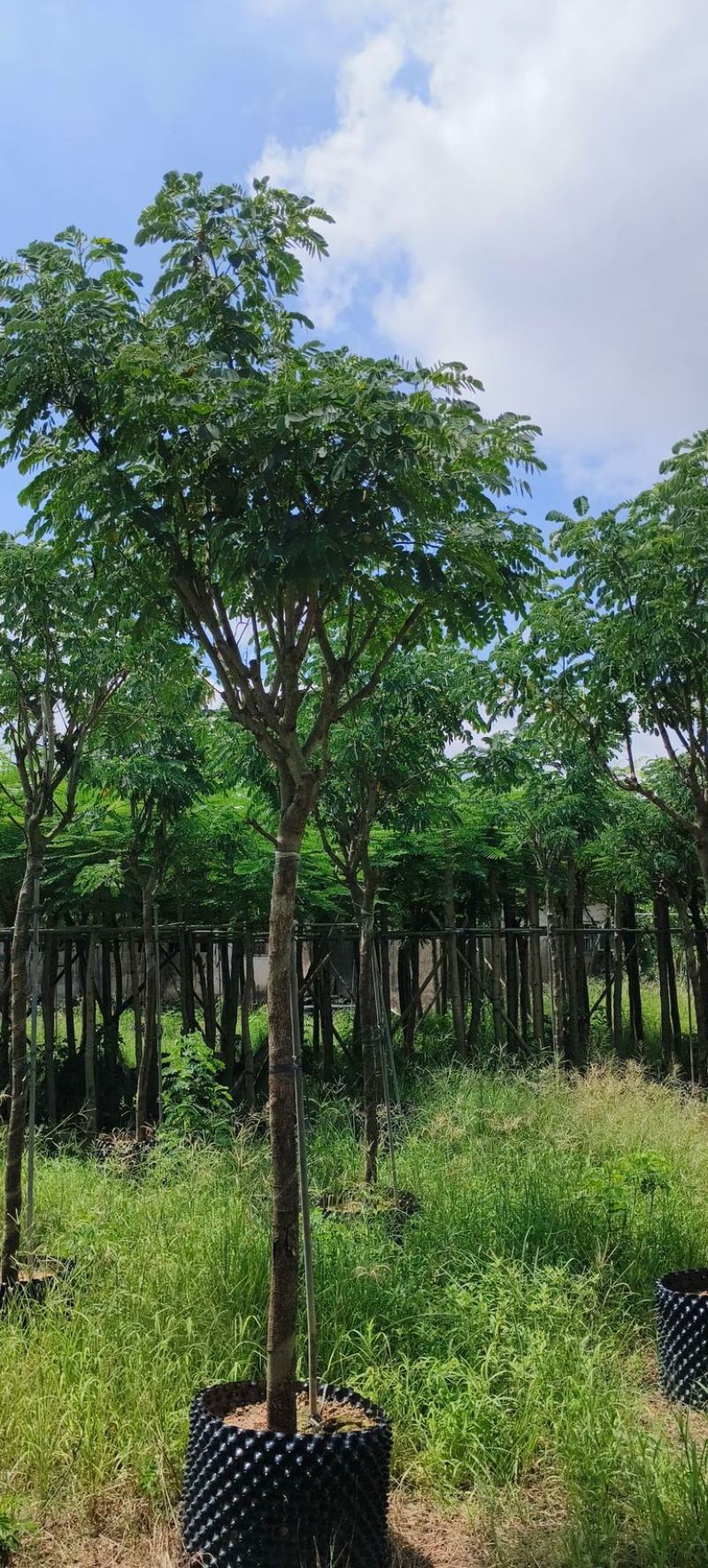 黄槐5～10公分产地直发规格齐全质量优质
