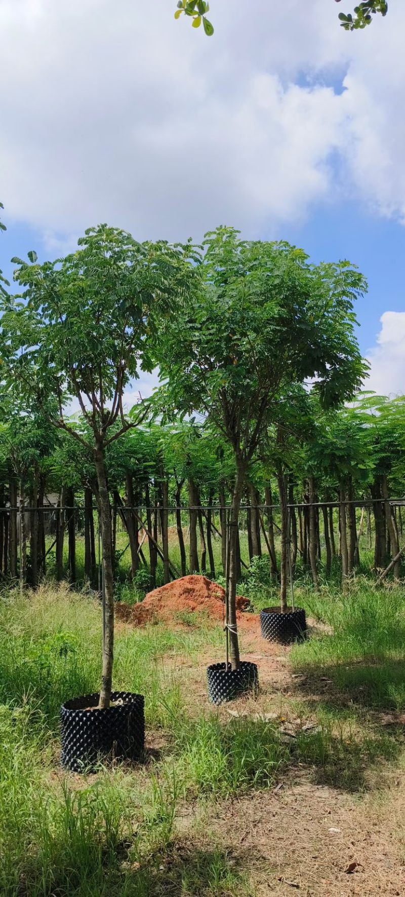 黄槐5～10公分产地直发规格齐全质量优质