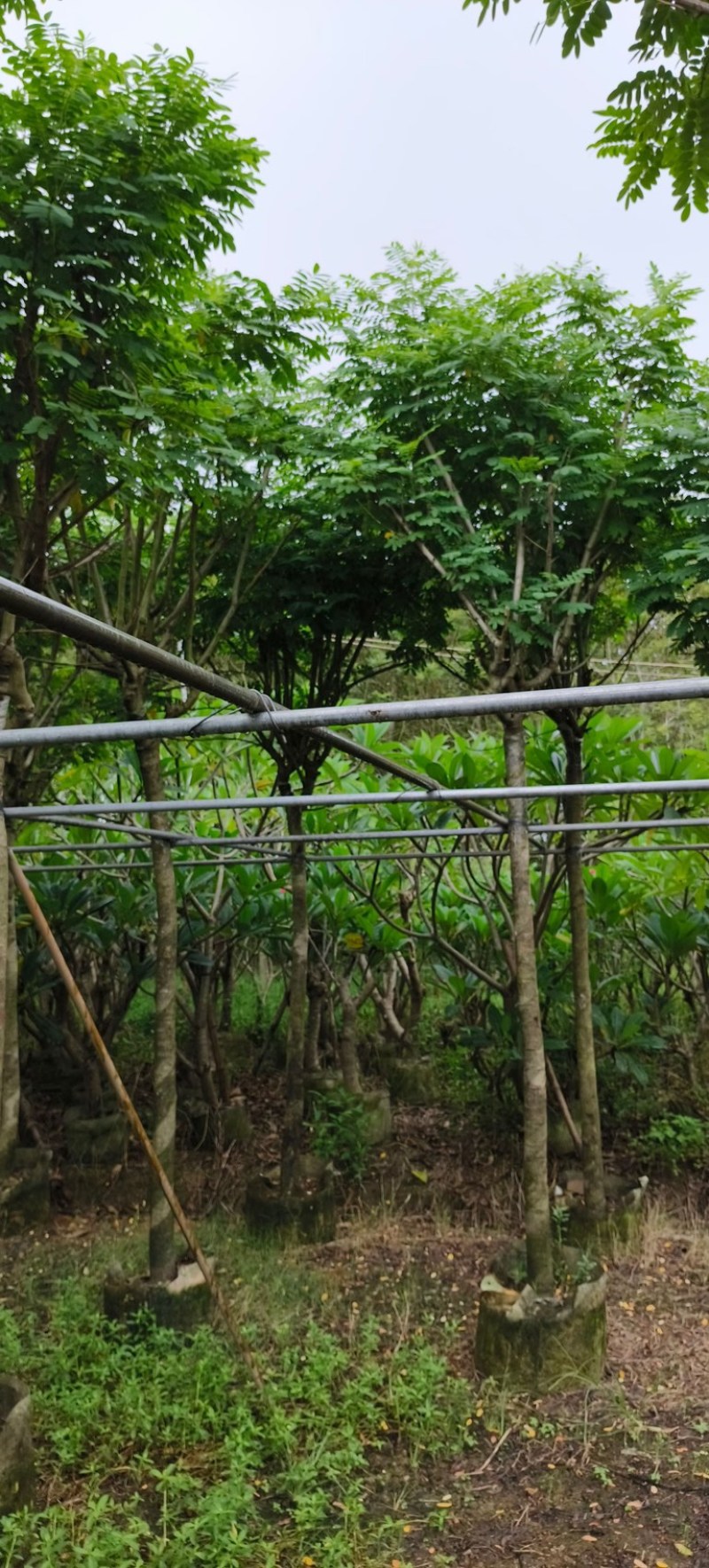 黄槐5～10公分产地直发规格齐全质量优质