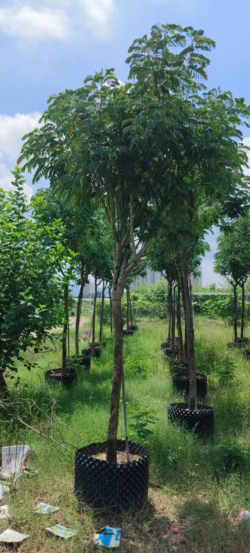 黄槐5～10公分产地直发规格齐全质量优质