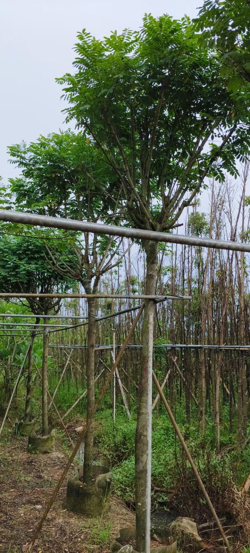 黄槐5～10公分产地直发规格齐全质量优质