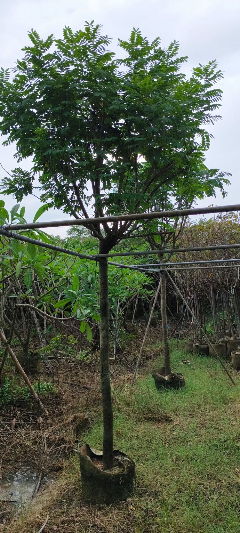 黄槐5～10公分产地直发规格齐全质量优质