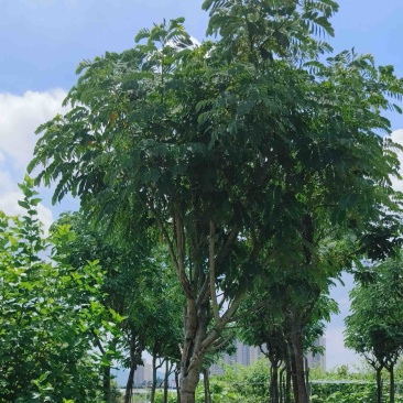 黄槐5～10公分产地直发规格齐全质量优质