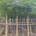 凤凰木10～15公分产地直发规格齐全质量优质