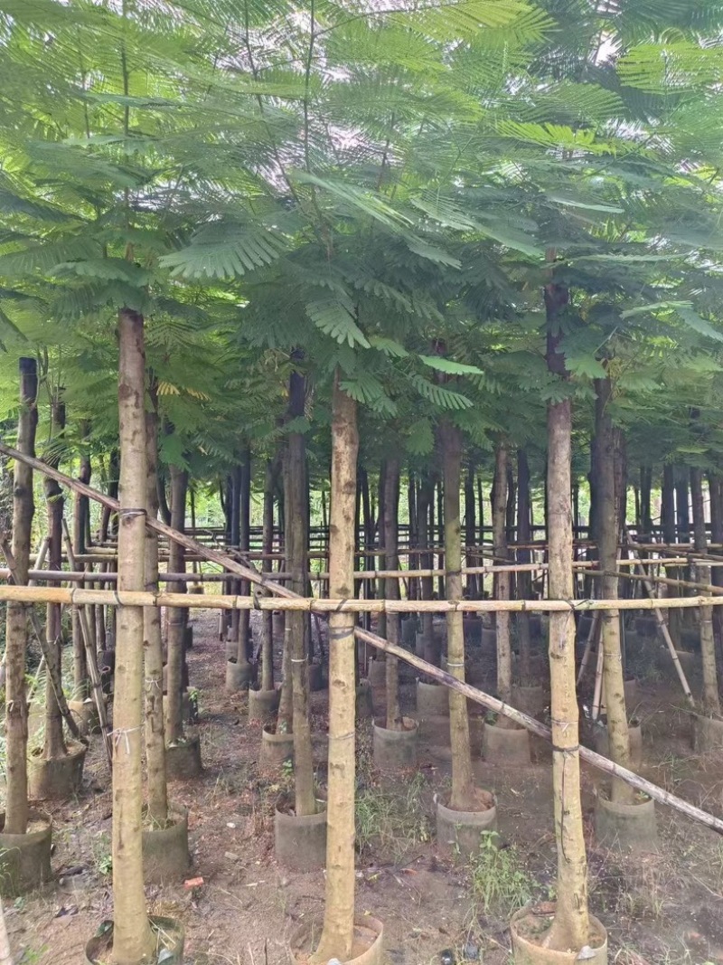 凤凰木10～15公分产地直发规格齐全质量优质