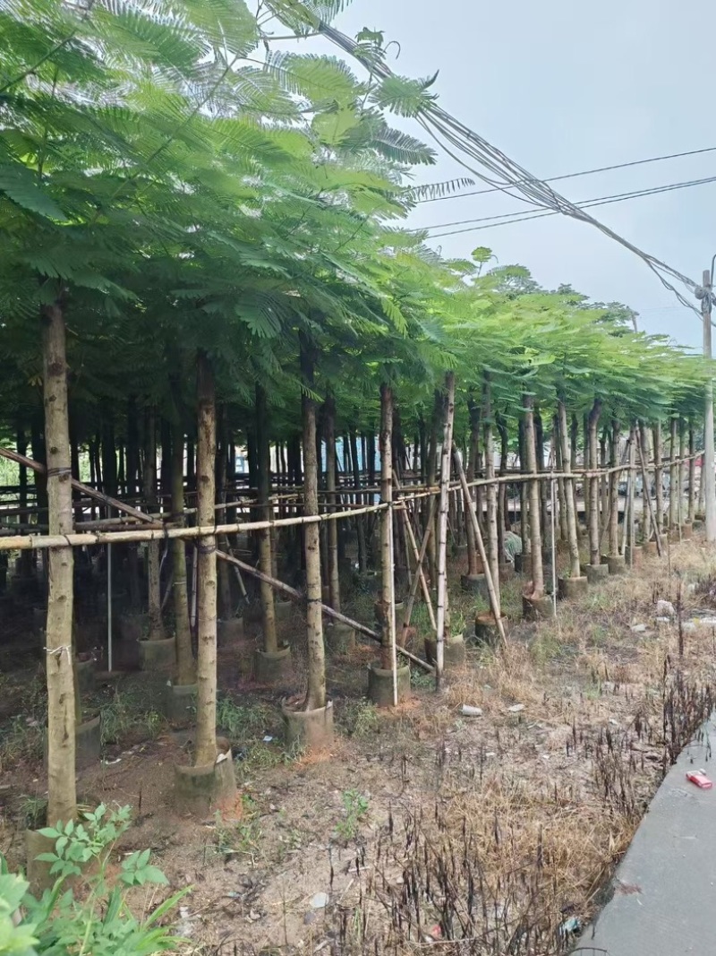 凤凰木10～15公分产地直发规格齐全质量优质