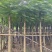 凤凰木10～15公分产地直发规格齐全质量优质