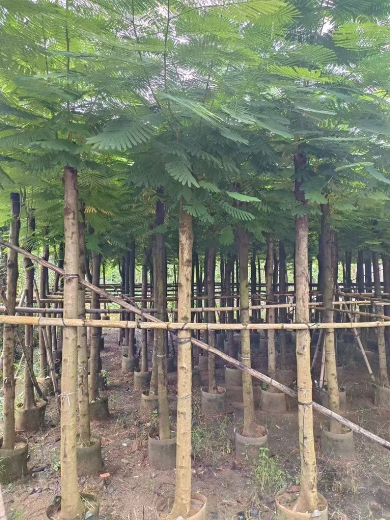 凤凰木10～15公分产地直发规格齐全质量优质