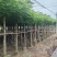 凤凰木10～15公分产地直发规格齐全质量优质