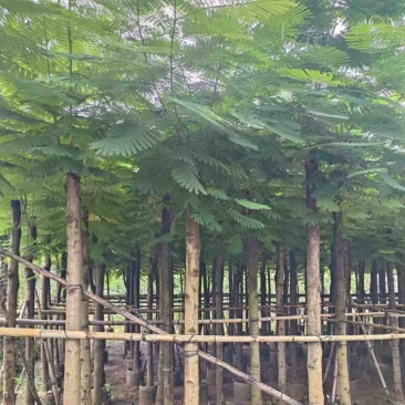 凤凰木10～15公分产地直发规格齐全质量优质