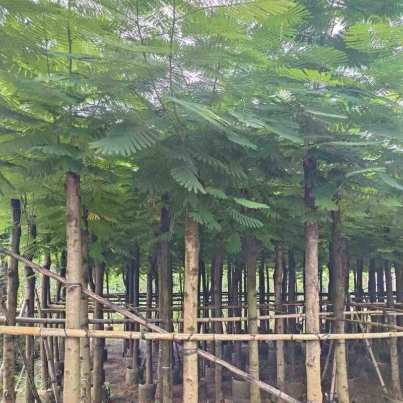 凤凰木10～15公分产地直发规格齐全质量优质