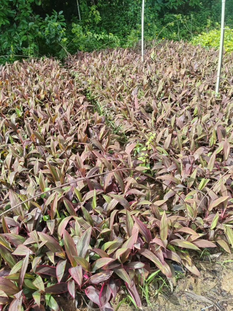 红叶朱蕉小杯中杯盆栽产地直发质量优质