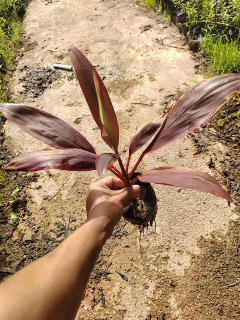 红叶朱蕉小杯中杯盆栽产地直发质量优质
