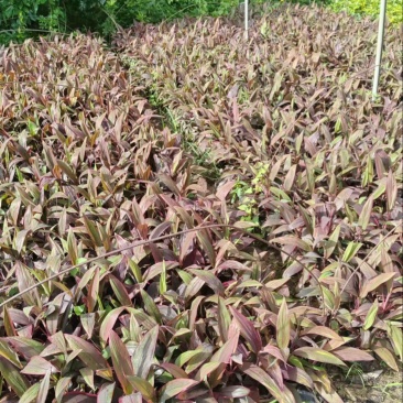 红叶朱蕉小杯中杯盆栽产地直发质量优质