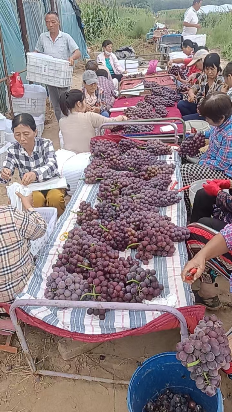 陕西大荔沪太葡萄大量供应中，欢迎新老客户抢购