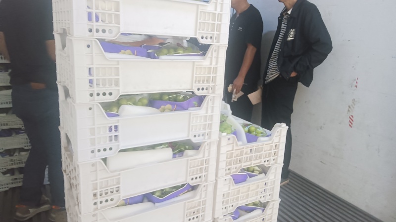 阳光玫瑰，芳香的味道，陕西大荔县大量供应
