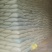 大量油糠刮米糠薏仁糠养殖场专用价格美丽