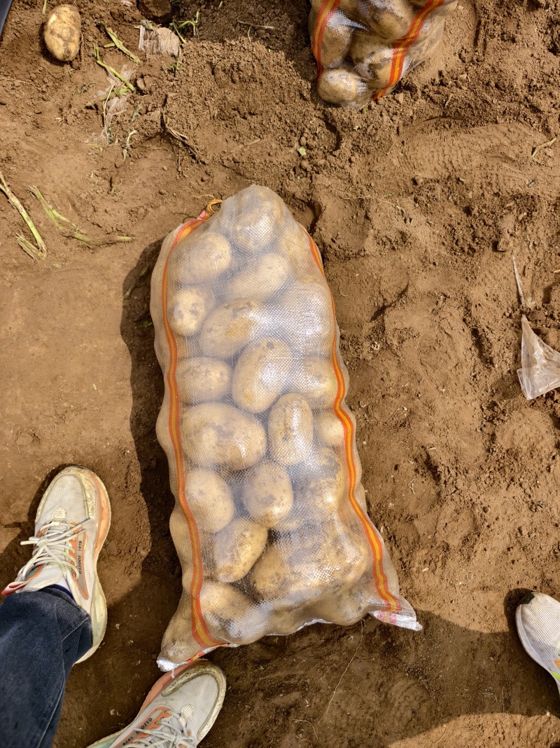 长磊8号