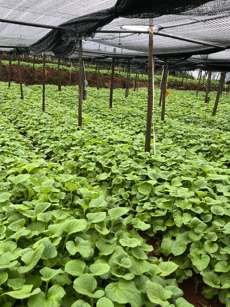 【实力老店】云木香种苗技术支持易成活可视频看货