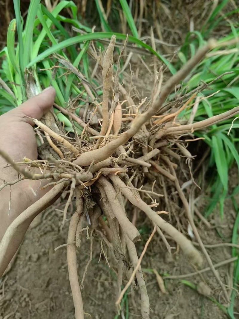 黄花菜苗（优质黄花菜种苗）现挖现发