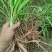黄花菜苗（优质黄花菜种苗）现挖现发